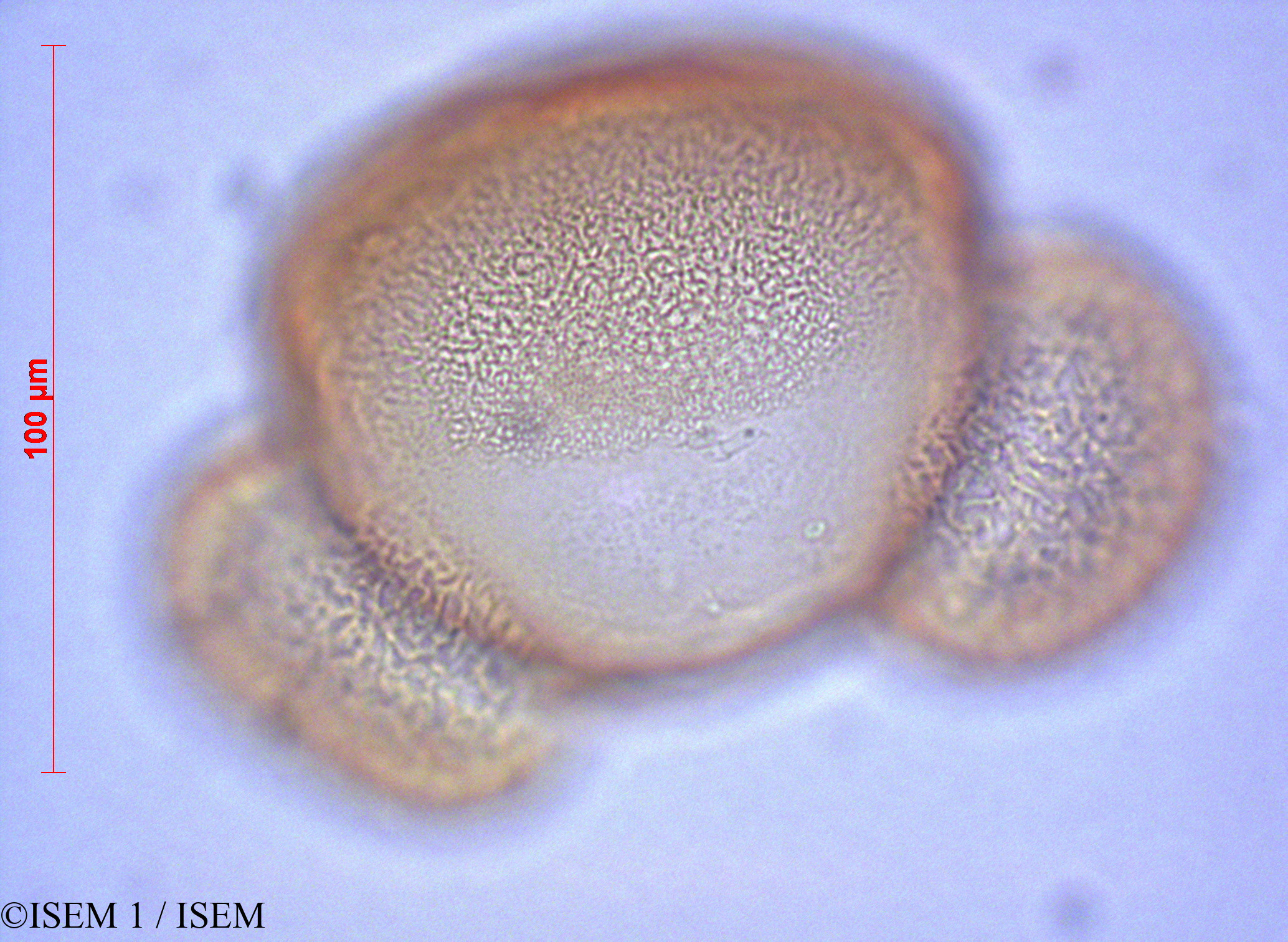 ISEM 1/Abies_cilicica_60446/Abies_cilicica_60446_0001(copy).jpg